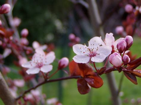 Plum Blossoms 1 Free Photo Download | FreeImages