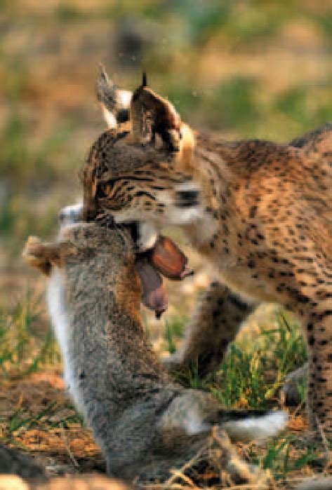 A three months old Iberian lynx cub, born in captivity, hunting a wild ...