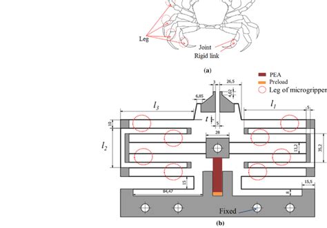 a Sand crab anatomy and b 2D model of the SBCM | Download Scientific ...