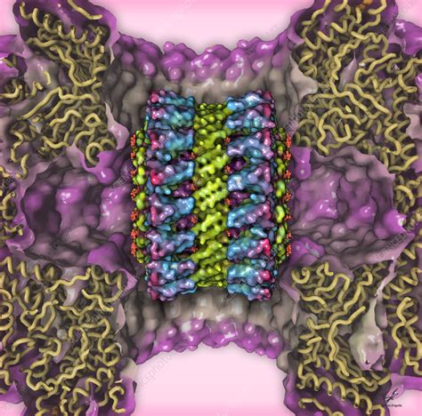 Perforin-2 molecule, illustration - Stock Image - C058/5665 - Science ...