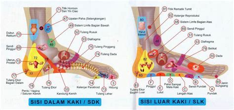 MAKLUMAT KESIHATAN DAN PENYAKIT: KELEBIHAN URUT REFLEKSOLOGI KAKI