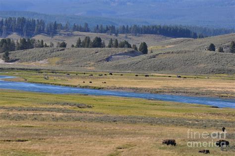 Buffalo Herd at Yellowstone Photograph by Leslie Gilbertson | Fine Art ...