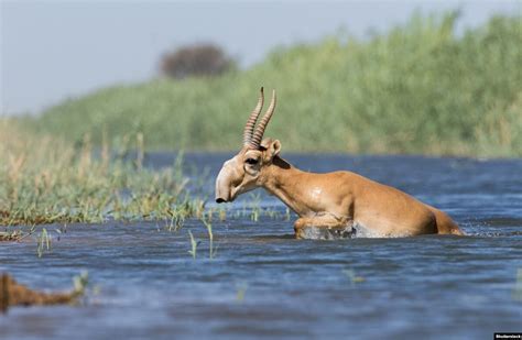 Why The Long Face? Kazakhstan's Saiga Antelope