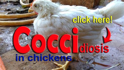 Coccidiosis in Chickens, Poultry Diseases Symptoms, Eimeria Infection ...