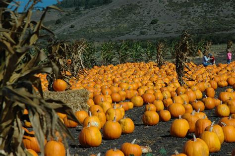 File:Pumpkin Patch.jpg - Wikimedia Commons