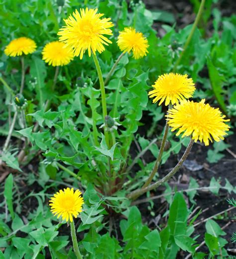 Dandelion Benefits Are Many and Mighty - GardensAll