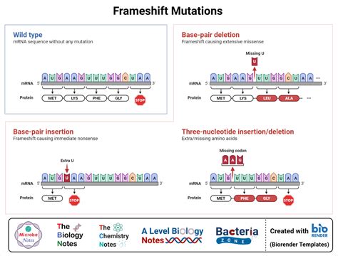 Point mutation- Definition, Causes, Mechanism, Types, Examples ...