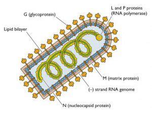 Architecture of a bullet-shaped virus | Virology Blog