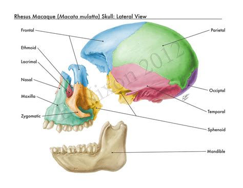 Rhesus Macaque Skull, Didactic Color by elizabethnixon on DeviantArt