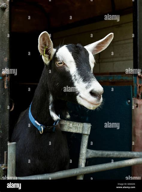 Portrait of a British Alpine Goat Stock Photo - Alamy