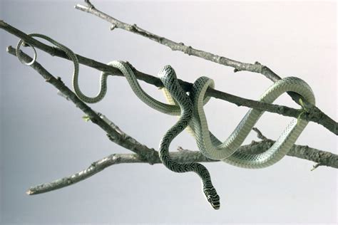 7 Weird Facts About Snakes