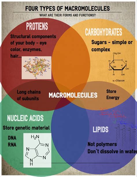 Properties of Biological Macromolecules Study Guide - Inspirit