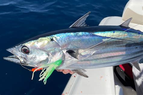 Everything You Need to Know About Skipjack Tuna - Florida Sportsman