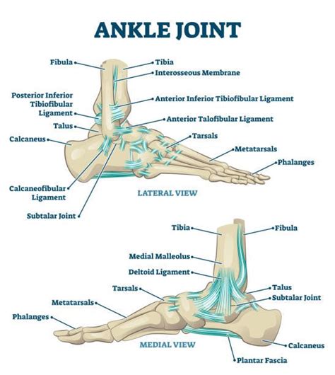 5 Best Ankle Mobility Exercises For Ankle Pain