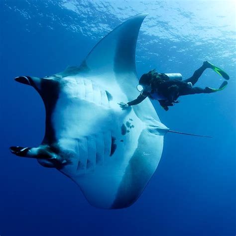 The 25+ best Manta Ray ideas on Pinterest | Underwater life, Eagle ray ...