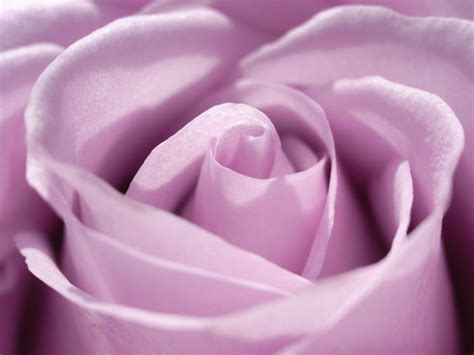 Magnificent Purple Roses - Roses Wallpaper (34611046) - Fanpop