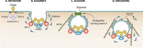 7. Clathrin-mediated endocytosis Model depicting the molecular ...