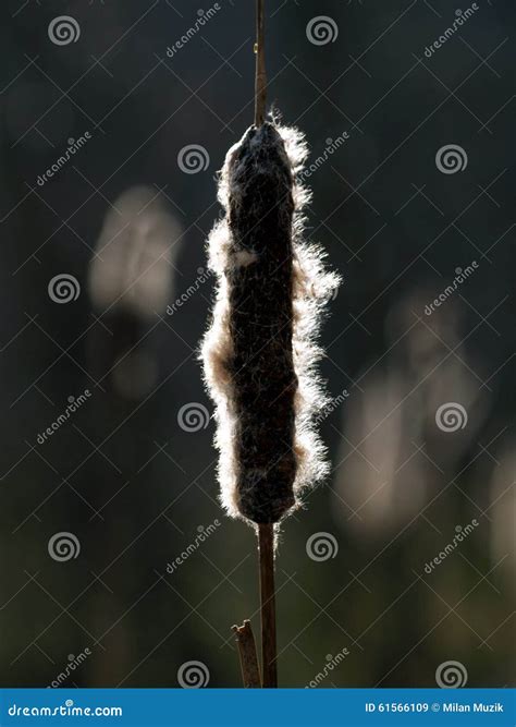 Cattail stock image. Image of wither, outdoors, herb - 61566109