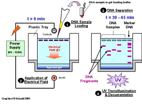 What is gel electrophoresis? | Socratic