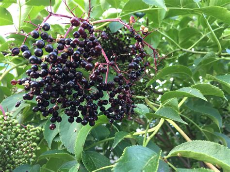 trees with black berries uk - Great Group Day-By-Day Account Photo Gallery