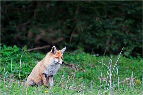 Wouts fotobloG: Vos (Vulpes vulpes)