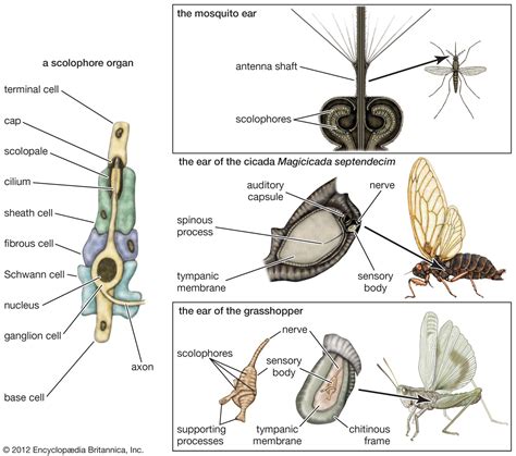 Bird Sensory Organs