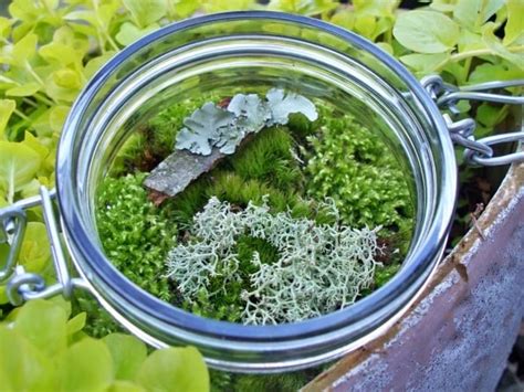 Catalystic — Lichen Love - Moss Terrarium - Great Woodland Gift Idea ...