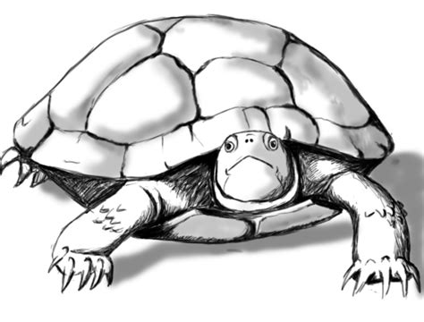 Turtle Shell Drawing - ClipArt Best