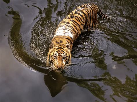 Javan Tiger | Smithsonian Photo Contest | Smithsonian Magazine