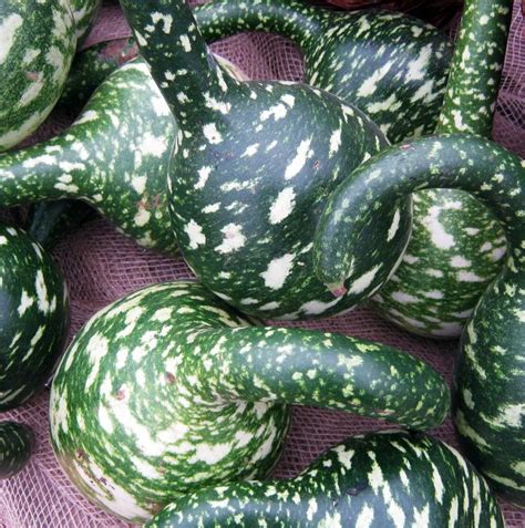 Gourds: Types of Gourds, Growing Gourds, Curing Gourds | Old Farmer's ...