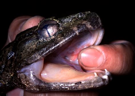 The Fanged Frogs of Sulawesi » Scientific Canadian