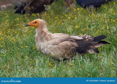 Egyptian Vulture Neophron Percnopterus Stock Photo - Image of habitat ...