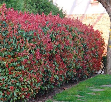 Photinia Red Robin Hedging – Planting & Care Shrubs For Borders, Shrubs ...