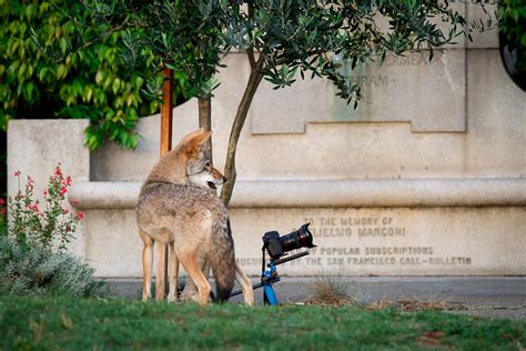 Urban Coyotes - Conservation Visual Storytellers Academy