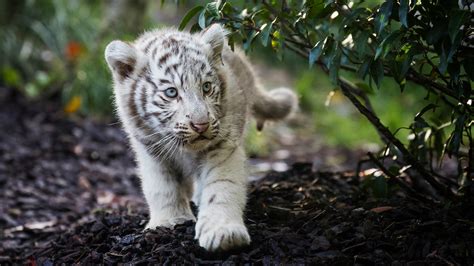 Cute Cub Bengal White Tiger Wallpaper, HD Animals 4K Wallpapers, Images ...