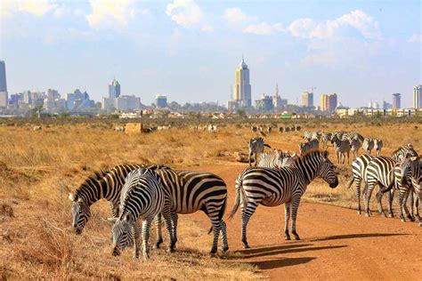 Nairobi National Park Introductory Safari Game Drive - Kated