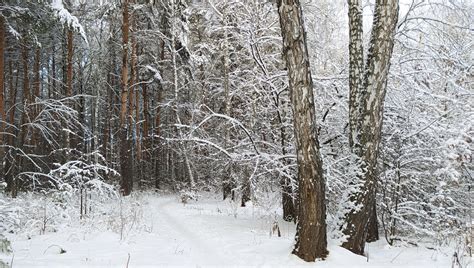 Winter in Siberia : r/Forest