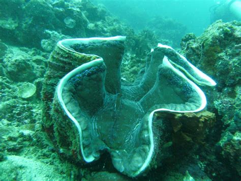 Giant Clam: 10 Facts about the Psychedelic Gentle Giant