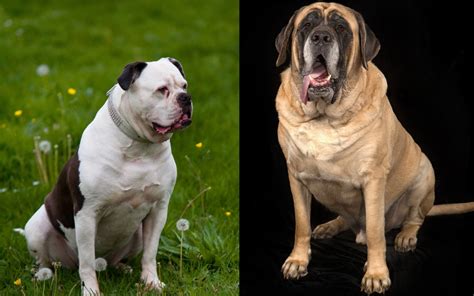 American Bandogge Dog Breed Pictures, Characteristics, and Facts