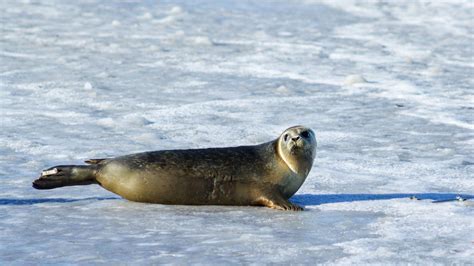 Seal Fact Sheet | Blog | Nature | PBS