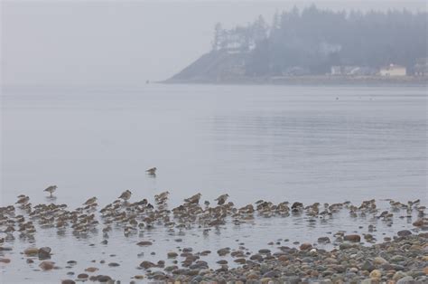 Shorebirds Near Shore