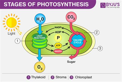 Does Photosynthesis Require ATP? - BYJU'S