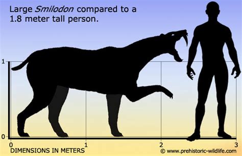 Smilodon size chart by Scarlett-Hyde on DeviantArt