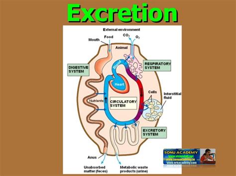 SONU ACADEMY: CONCEPT OF EXCRETION-TEXT