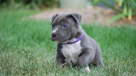 How to Raise a Blue Nose Pitbull Puppy?