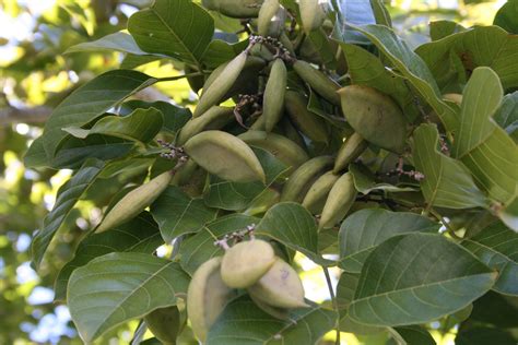 Millettia pinnata / Pongamia pinnata - Indian Beech Tree, Honge Tree ...