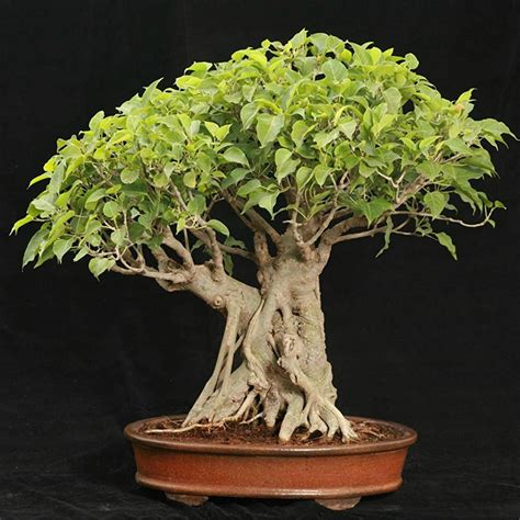 Price Of Bonsai Tree In Nepal