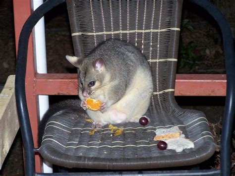 a way with the pixels: Ode To Timmy (the world's fattest possum)