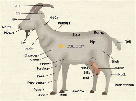 the parts of a goat are labeled in this graphic above it's name and ...