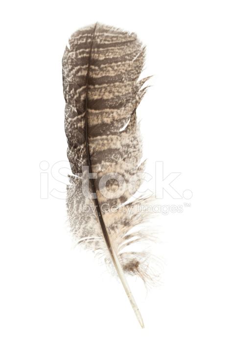 Barred Owl Feather Stock Photo | Royalty-Free | FreeImages